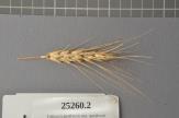 Click for 1 image(s) for this accession. Spike